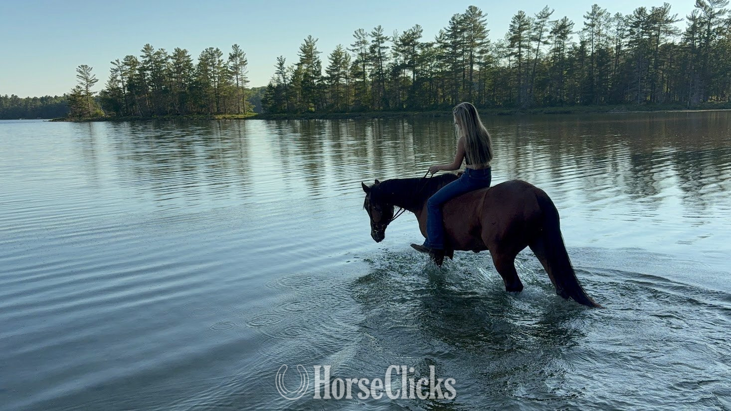 "Whiskey" Bay Gelding Quarter Horse Wisconsin
