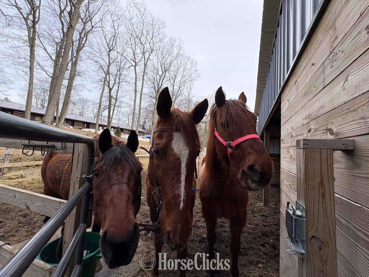 Quarter Horse - "Whiskey" Bay Gelding Quarter Horse
