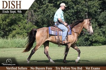 "Dish" Buckskin Gelding Tennessee Walker