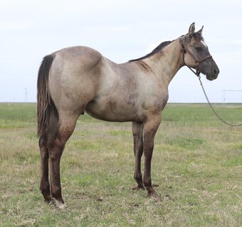 "Grulla Rein Maker" Grullo Stallion Quarter Horse