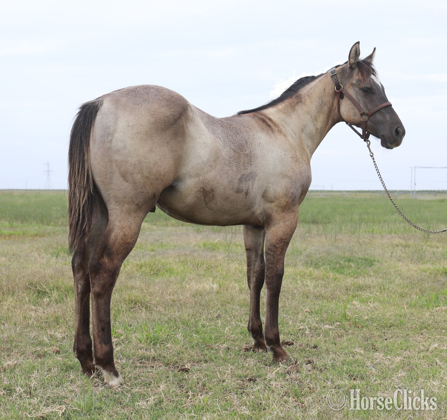 "Grulla Rein Maker" Grullo Stallion Quarter Horse in California