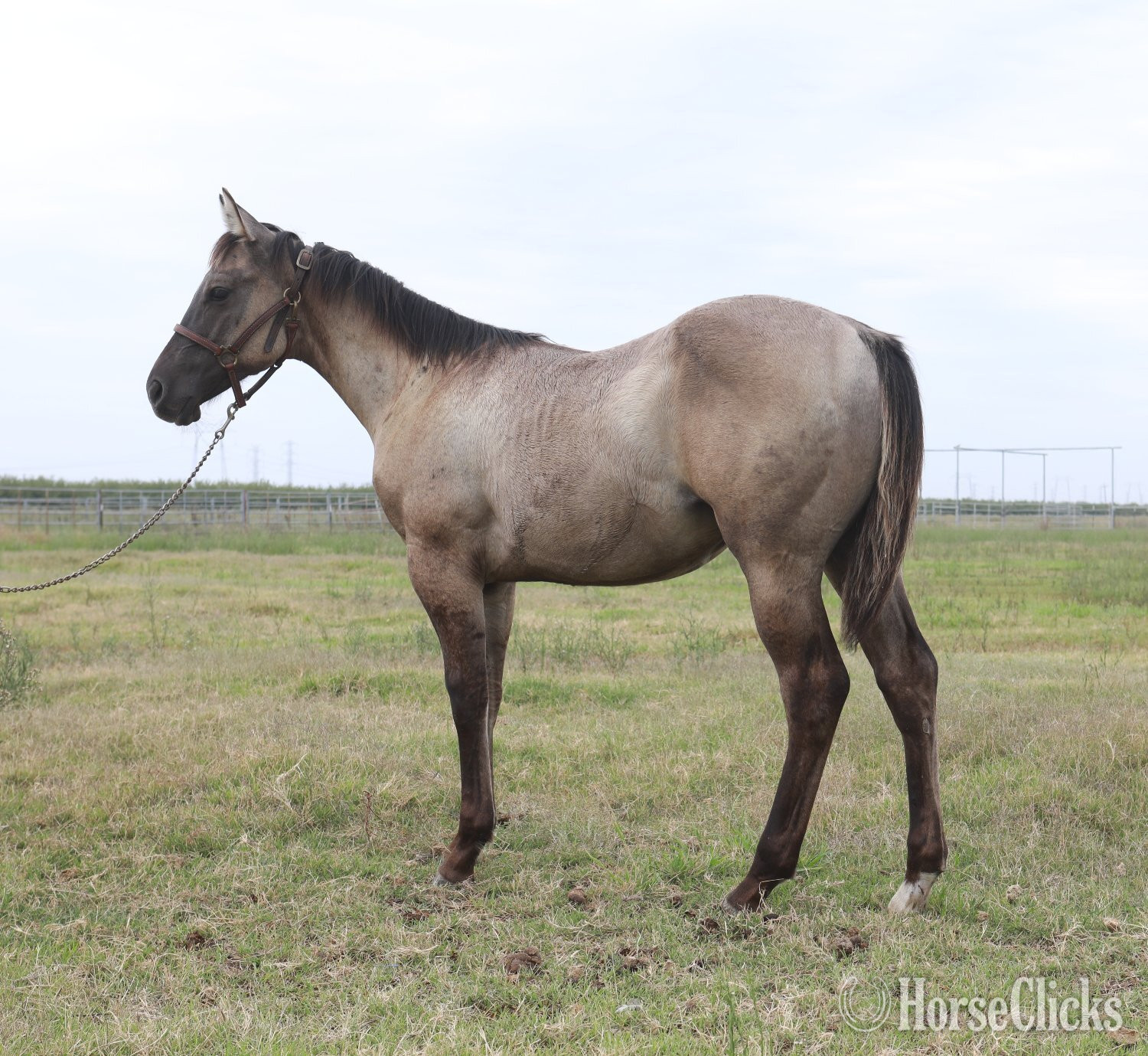 "Grulla Rein Maker" Grullo Stallion Quarter Horse