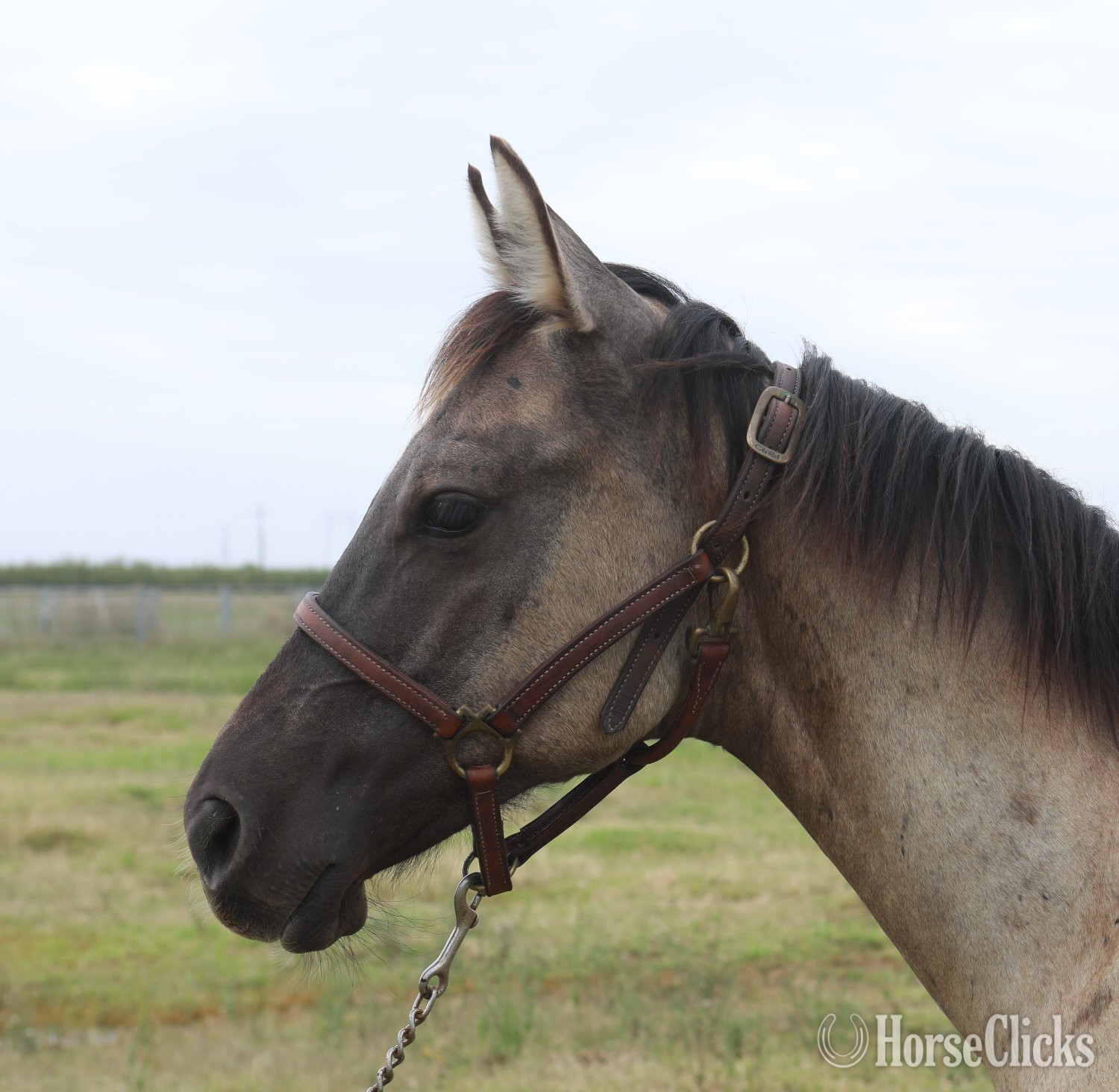 California "Grulla Rein Maker" Grullo Stallion Quarter Horse