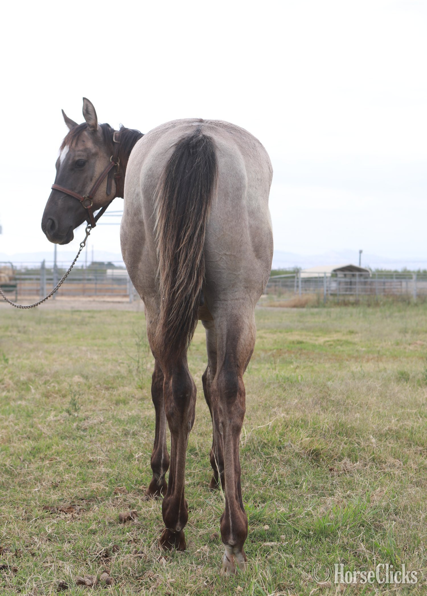 "Grulla Rein Maker" Grullo Stallion Quarter Horse - Quarter Horse in California
