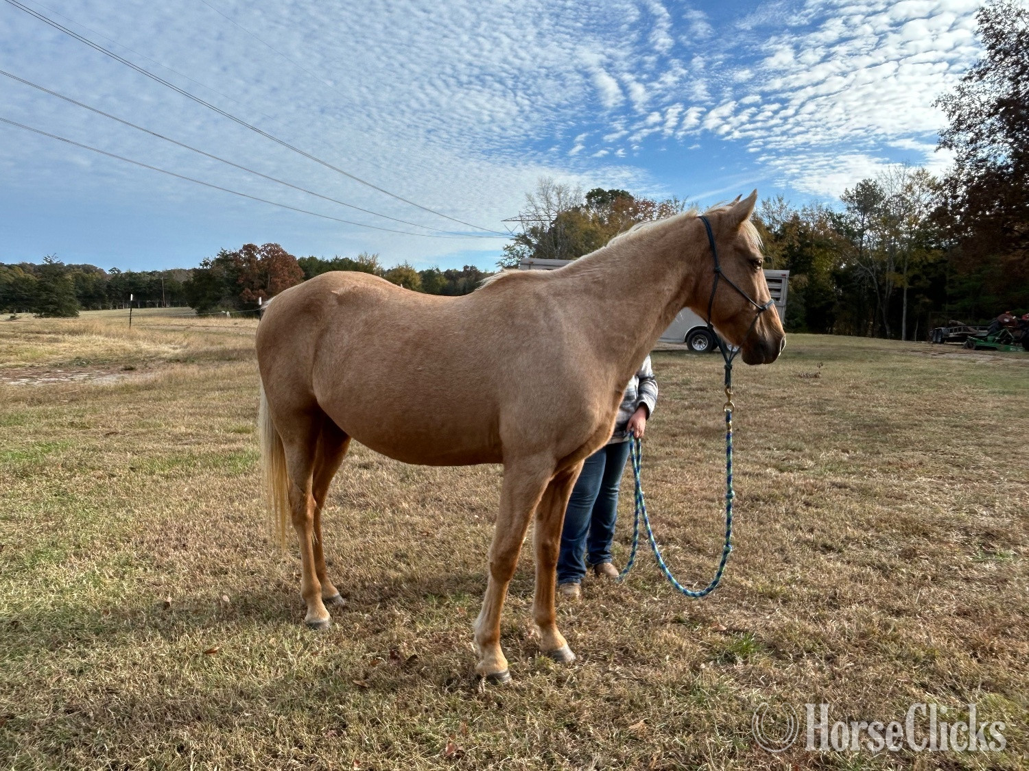 "Rio" Palomino Mare Tennessee Walker in South Carolina