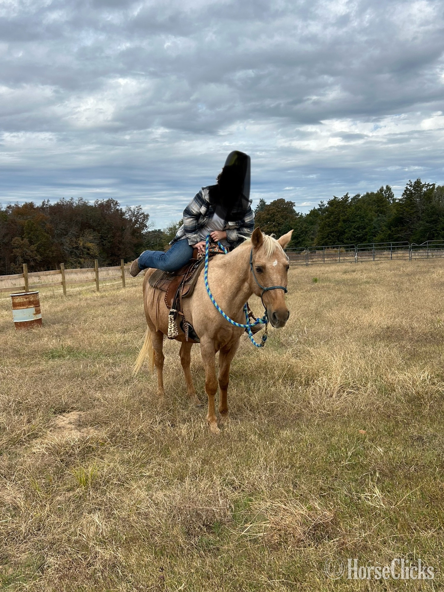 "Rio" Palomino Mare Tennessee Walker