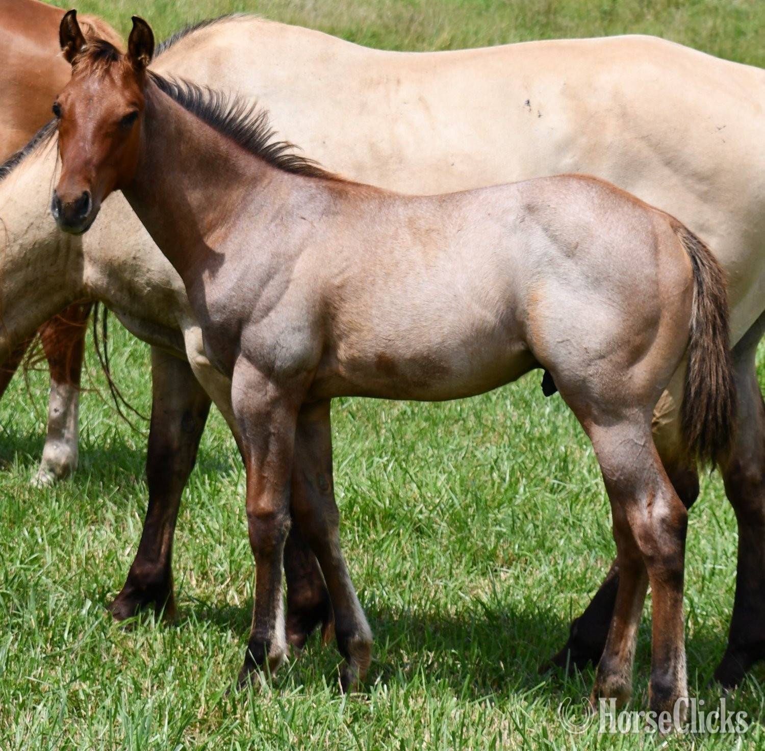 "Cricket (Sunfrost/Streakin Six)" Bay Roan Colt Quarter Horse in Missouri