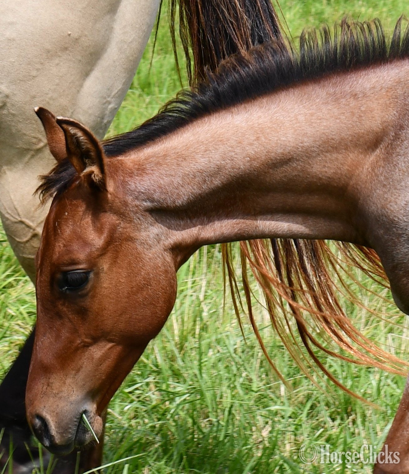 "Cricket (Sunfrost/Streakin Six)" Bay Roan Colt Quarter Horse