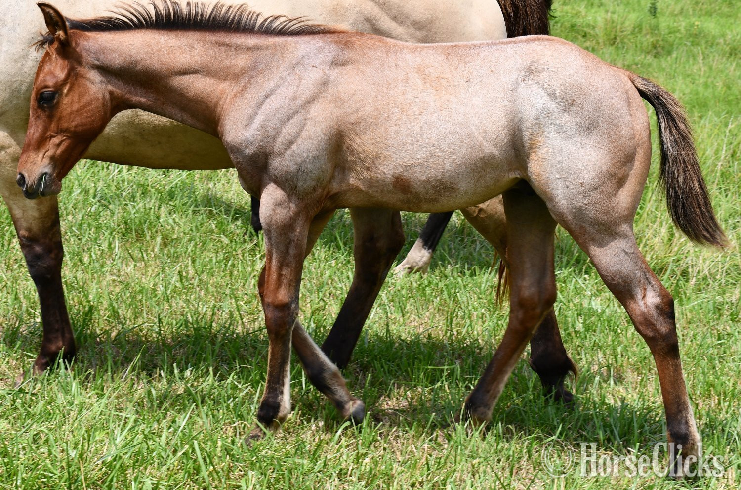 Missouri "Cricket (Sunfrost/Streakin Six)" Bay Roan Colt Quarter Horse