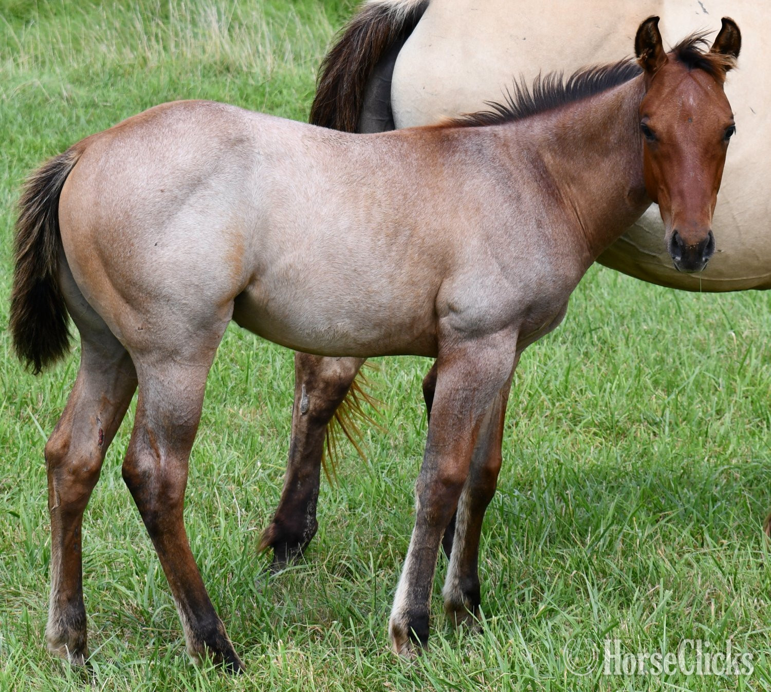 "Cricket (Sunfrost/Streakin Six)" Bay Roan Colt Quarter Horse - Quarter Horse in Missouri