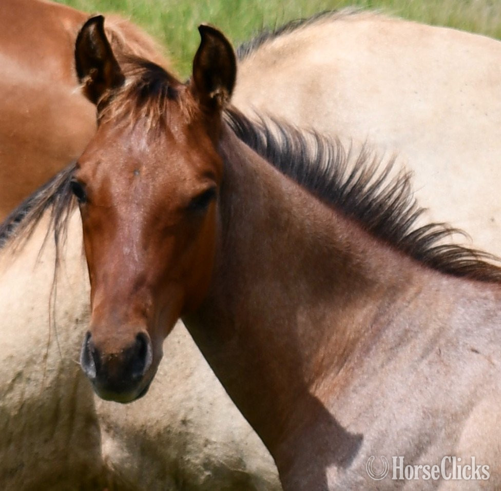 "Cricket (Sunfrost/Streakin Six)" Bay Roan Colt Quarter Horse - Quarter Horse