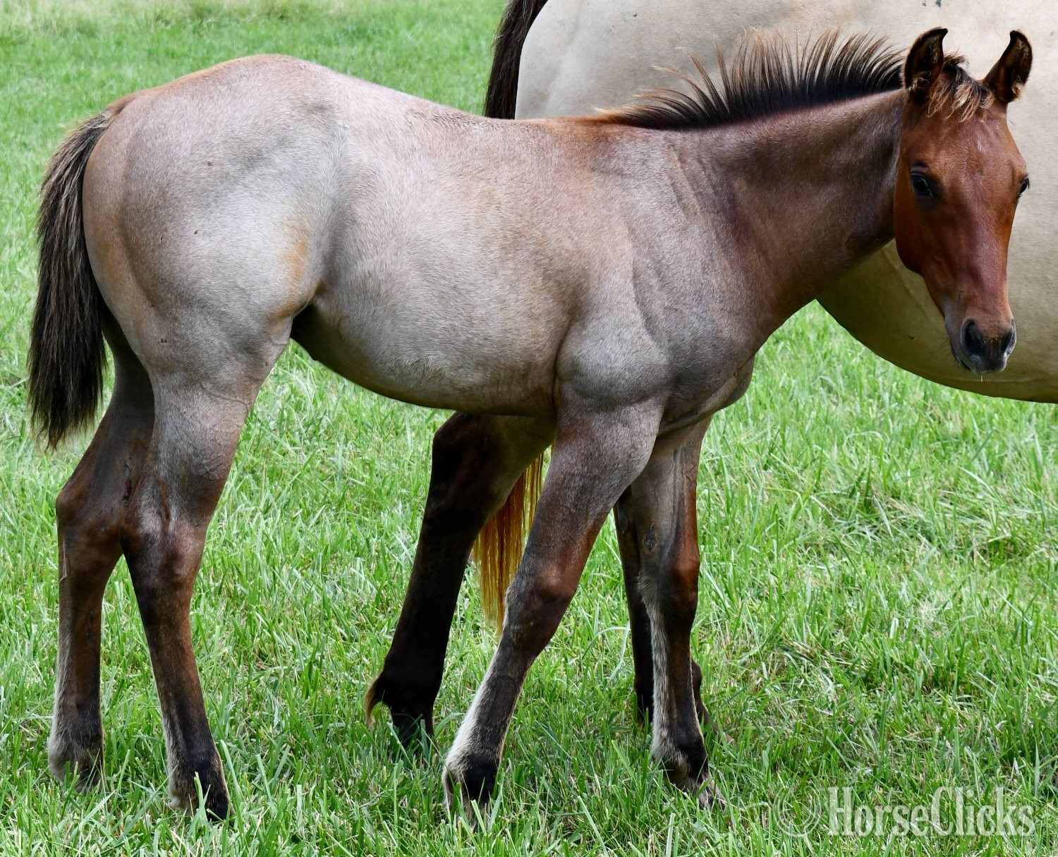 "Cricket (Sunfrost/Streakin Six)" Bay Roan Colt Quarter Horse Missouri