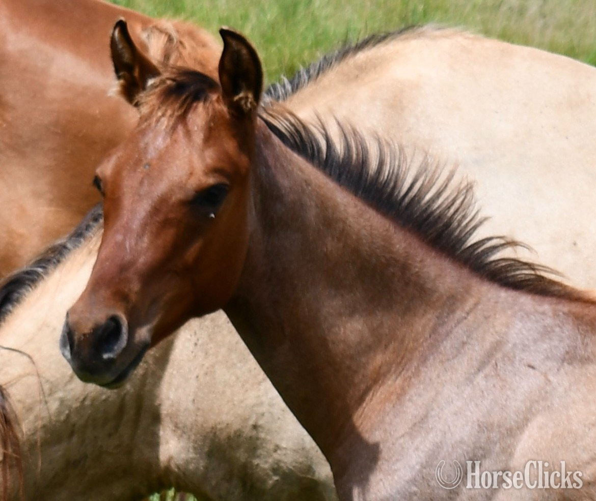 Quarter Horse - "Cricket (Sunfrost/Streakin Six)" Bay Roan Colt Quarter Horse in Missouri