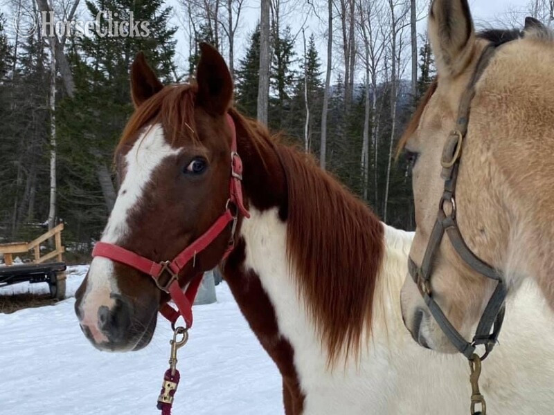 Tennessee Walker - "Chief "  Gelding Tennessee Walker
