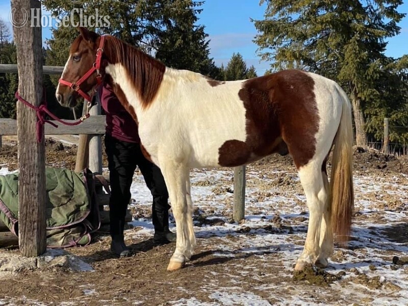 "Chief "  Gelding Tennessee Walker - Tennessee Walker
