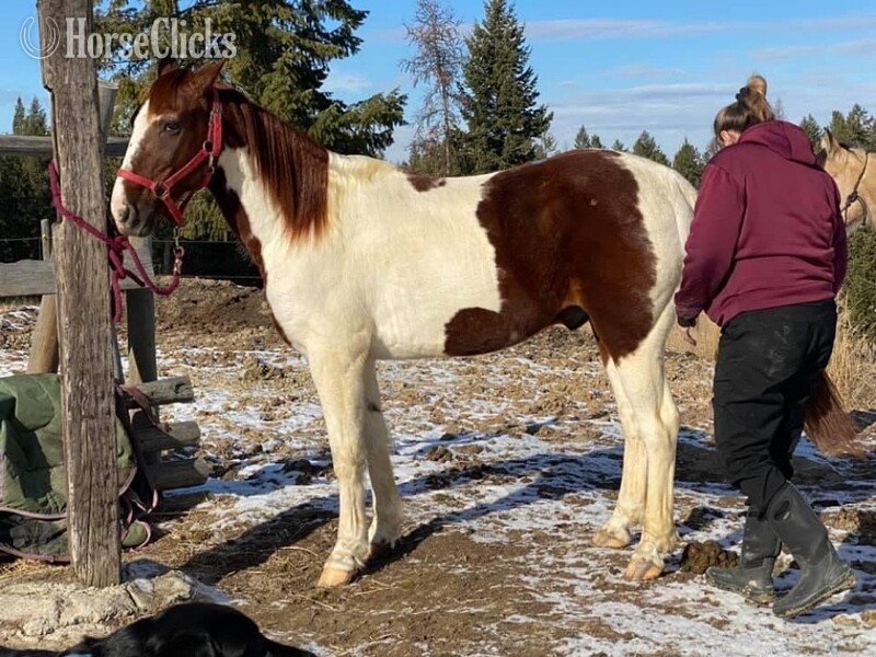 "Chief "  Gelding Tennessee Walker Montana