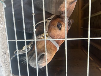 "Bella" Bay Filly Mule
