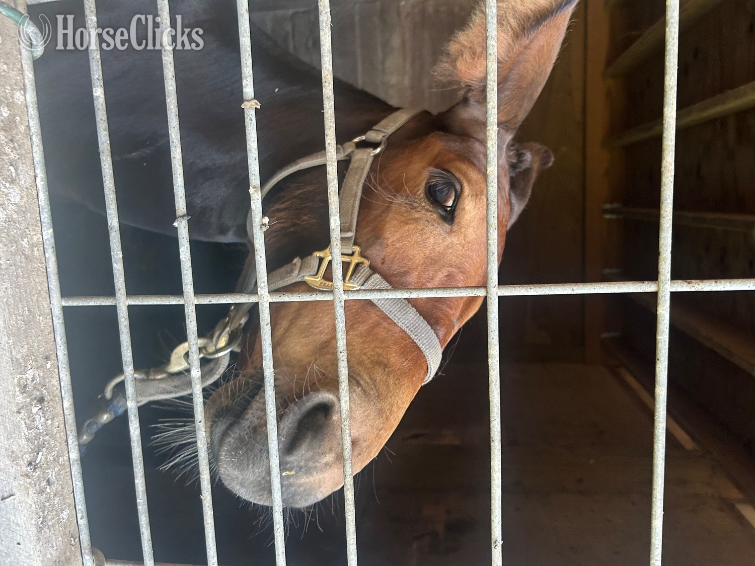 "Bella" Bay Filly Mule in Indiana