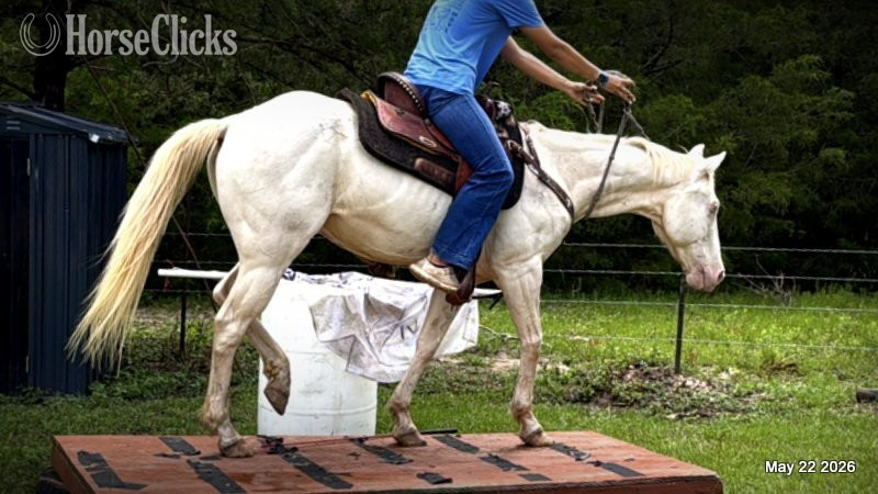 "Prince" Perlino Gelding Quarter Horse in Texas