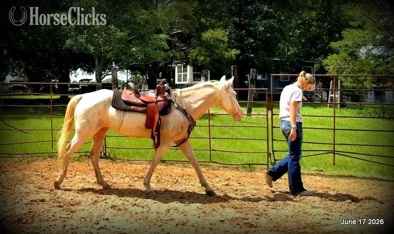 "Prince" Perlino Gelding Quarter Horse in Texas