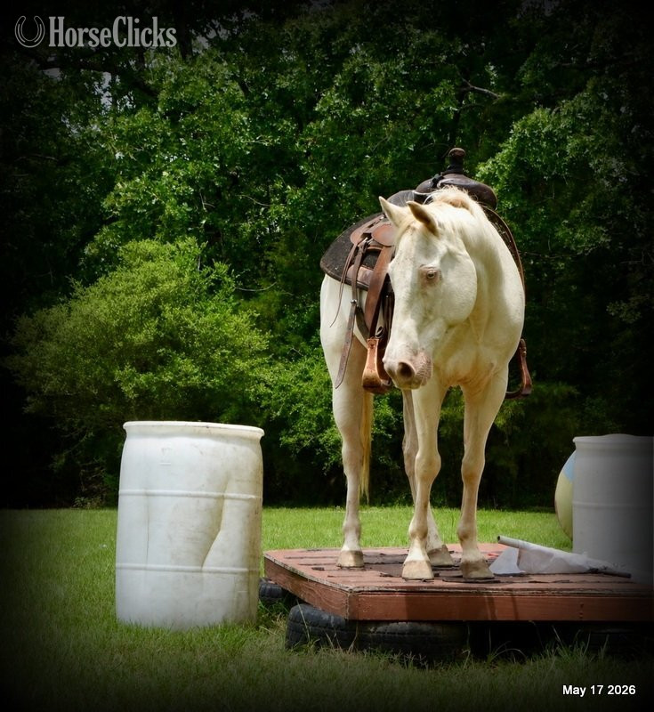 Texas "Prince" Perlino Gelding Quarter Horse