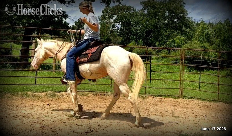 "Prince" Perlino Gelding Quarter Horse