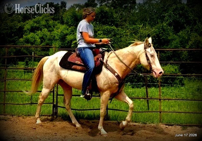 Texas "Prince" Perlino Gelding Quarter Horse