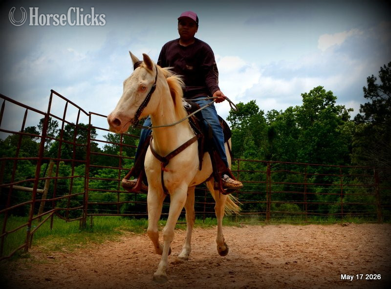 "Prince" Perlino Gelding Quarter Horse - Quarter Horse in Texas