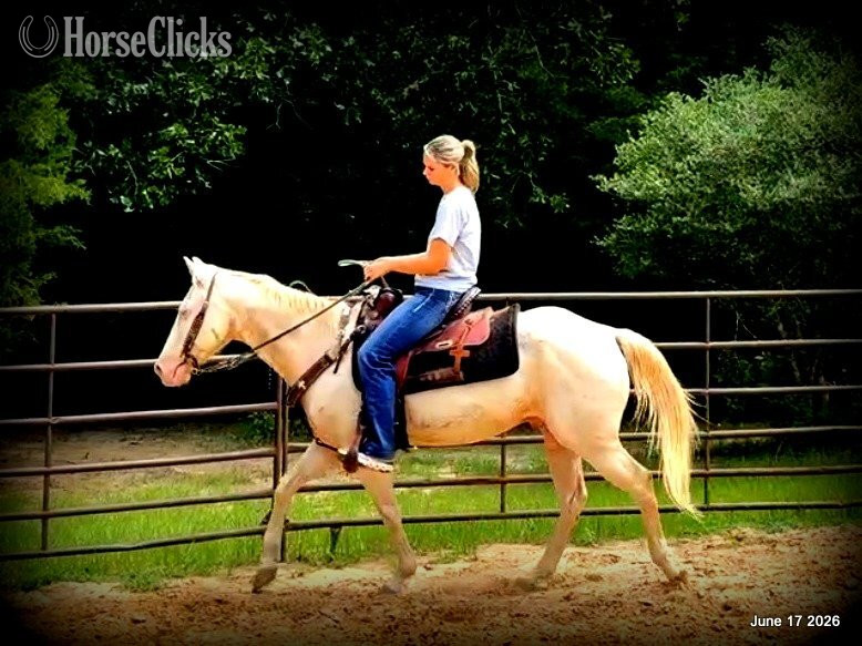 "Prince" Perlino Gelding Quarter Horse - Quarter Horse in Texas