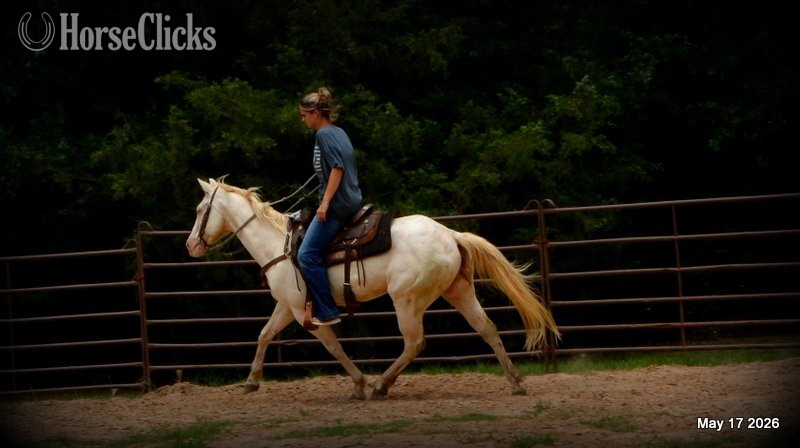 "Prince" Perlino Gelding Quarter Horse - Quarter Horse