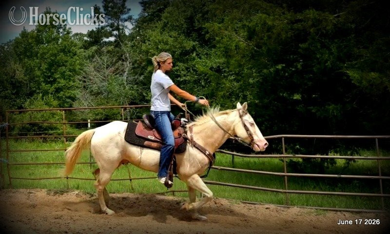 "Prince" Perlino Gelding Quarter Horse - Quarter Horse