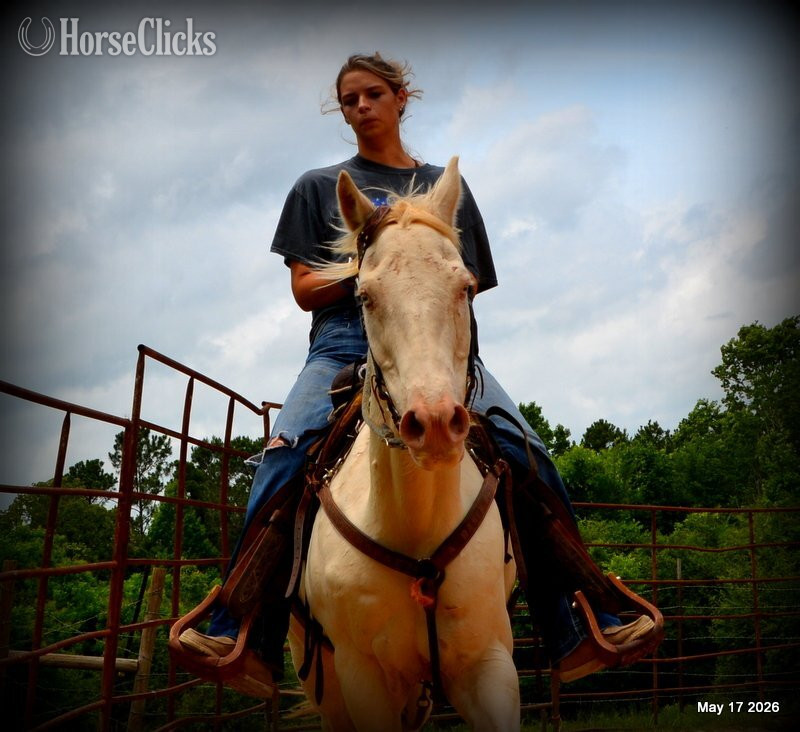 "Prince" Perlino Gelding Quarter Horse Texas