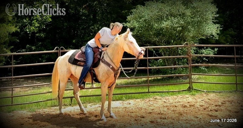 "Prince" Perlino Gelding Quarter Horse Texas