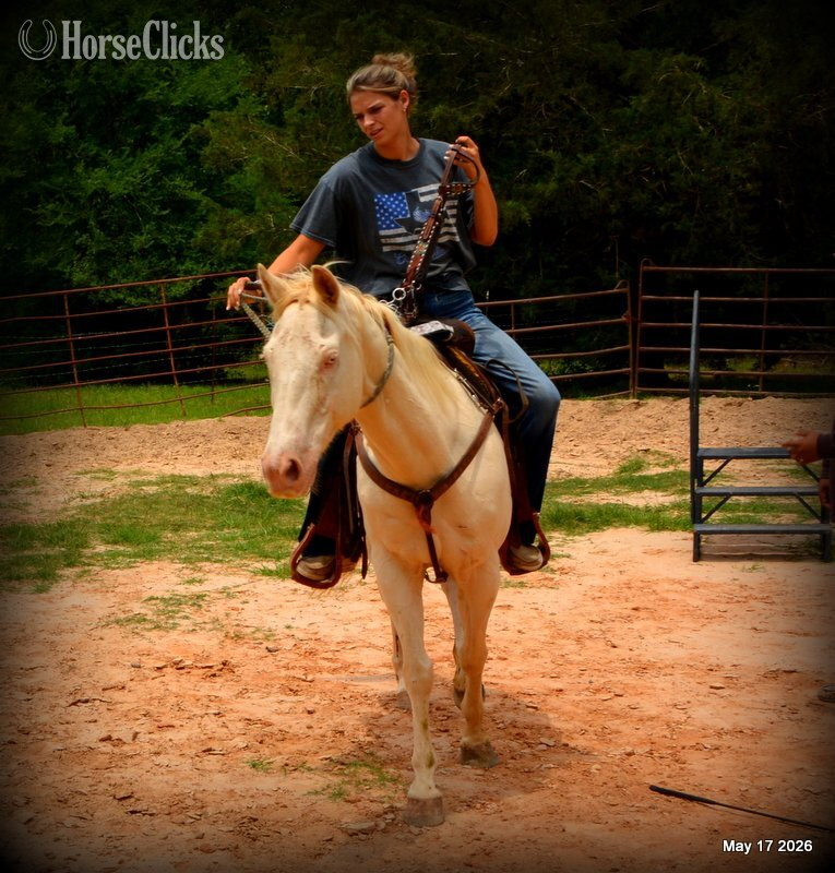 Quarter Horse - "Prince" Perlino Gelding Quarter Horse in Texas
