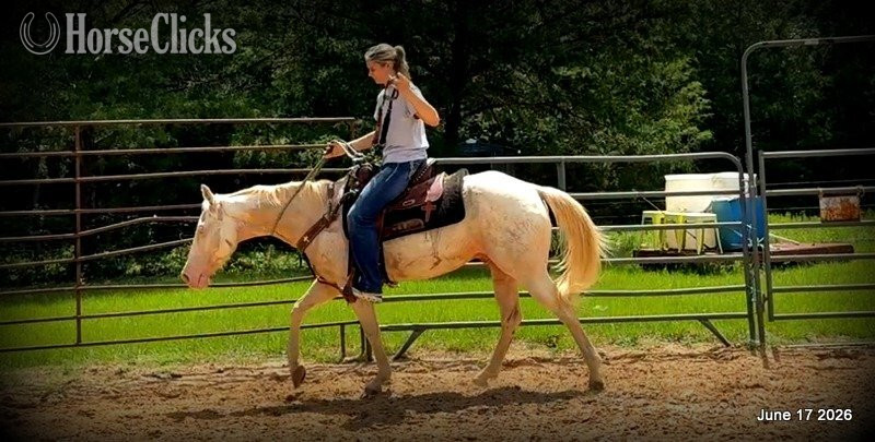 Quarter Horse - "Prince" Perlino Gelding Quarter Horse in Texas