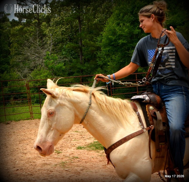 Quarter Horse - "Prince" Perlino Gelding Quarter Horse