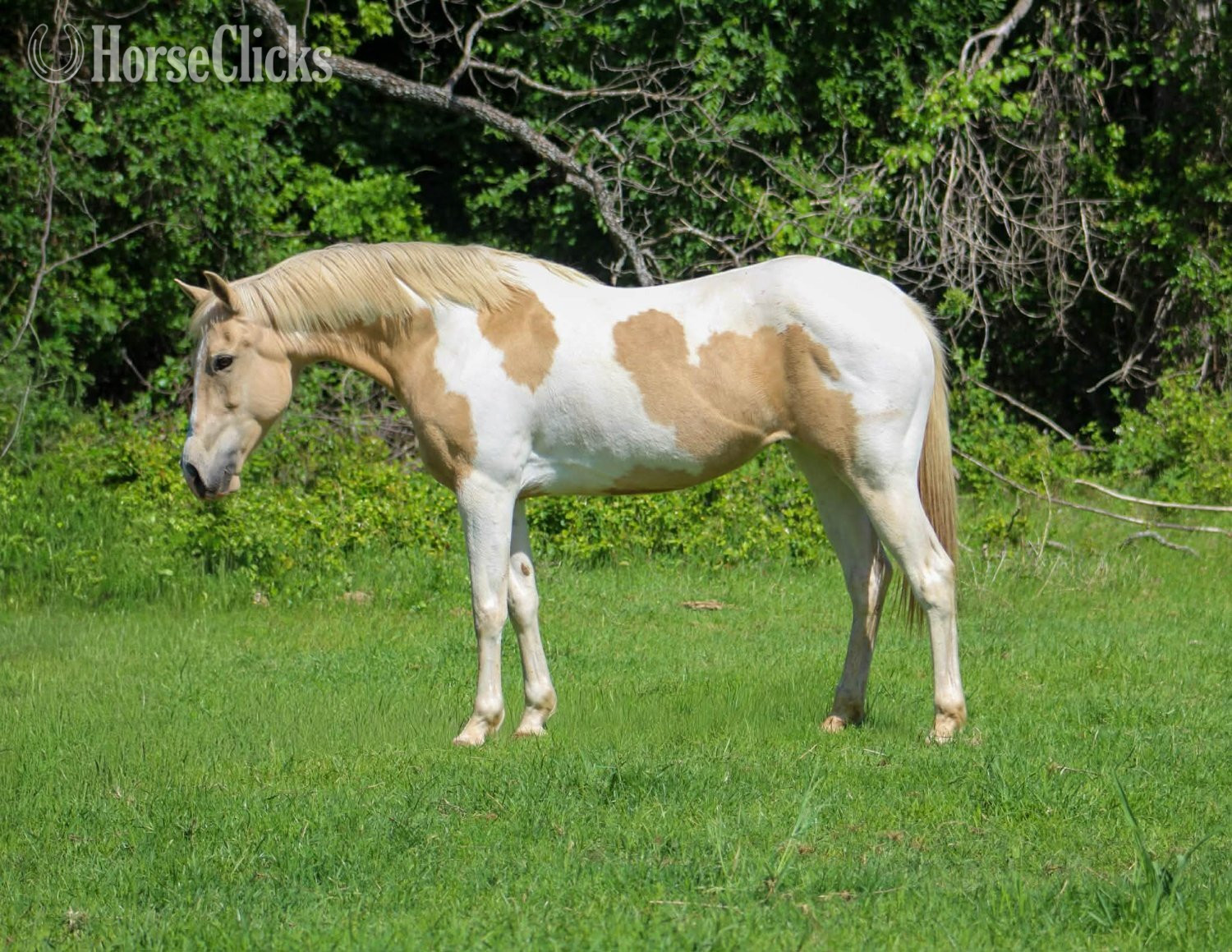 "JOLENE" Palomino Mare Paint in Texas
