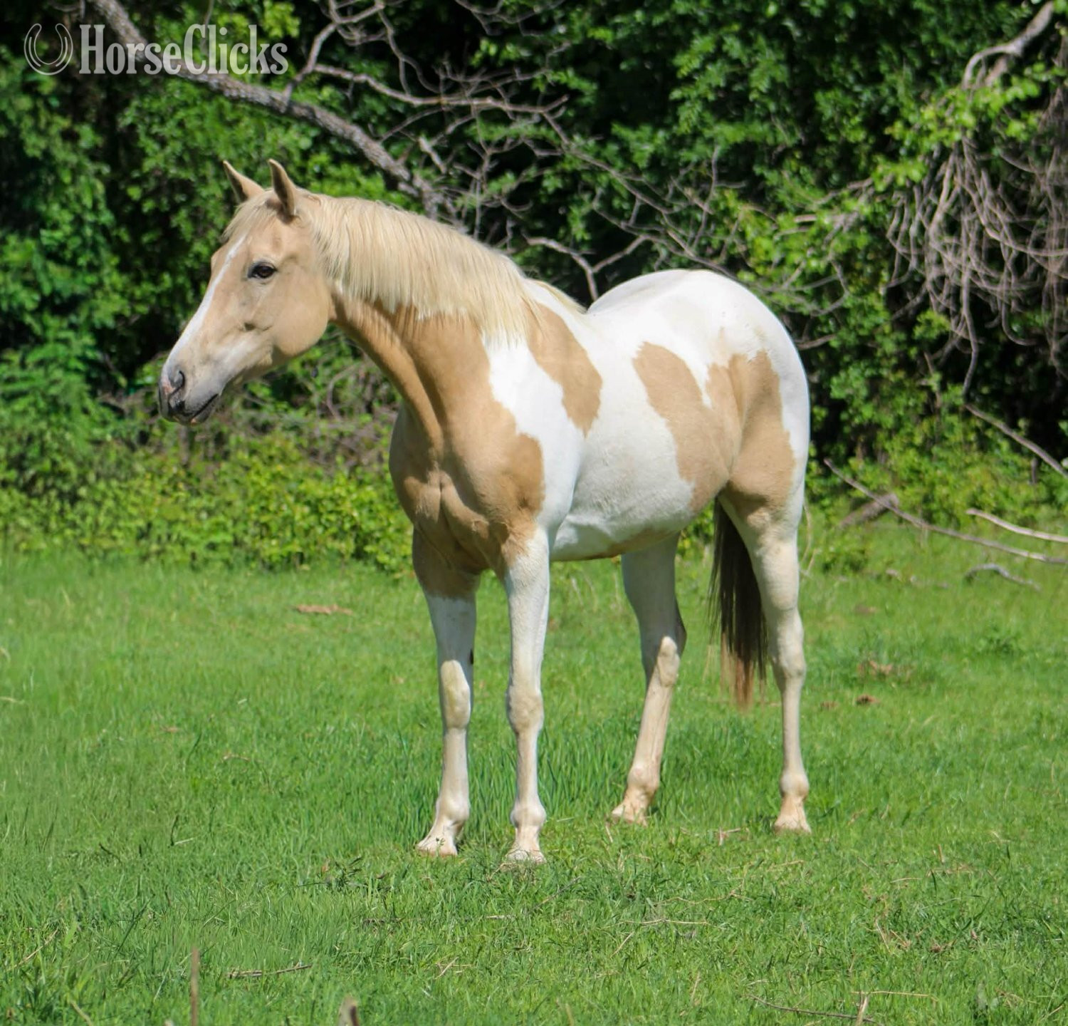 Texas "JOLENE" Palomino Mare Paint