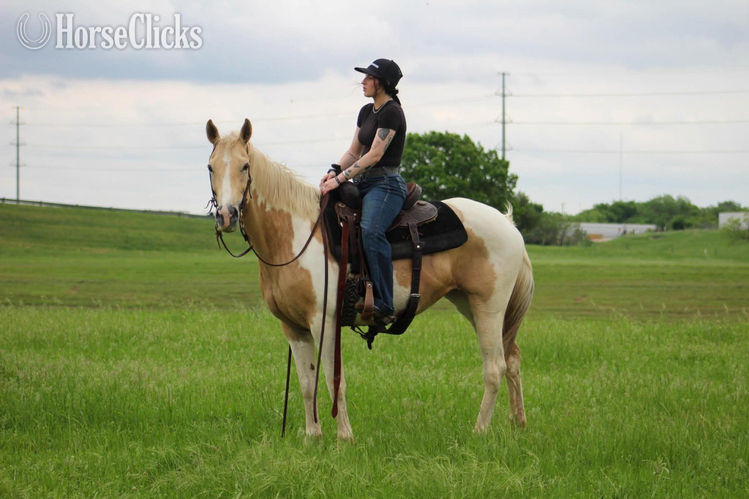 "JOLENE" Palomino Mare Paint - Paint