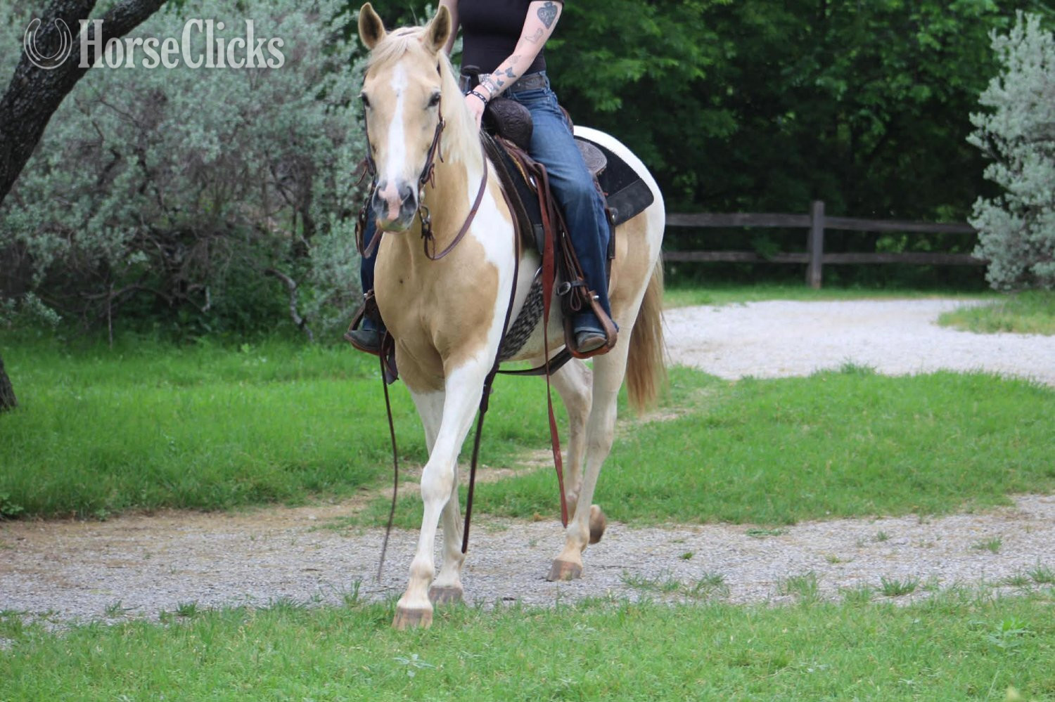 "JOLENE" Palomino Mare Paint Texas