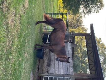 "Joy" Chestnut Mare Peruvian Paso