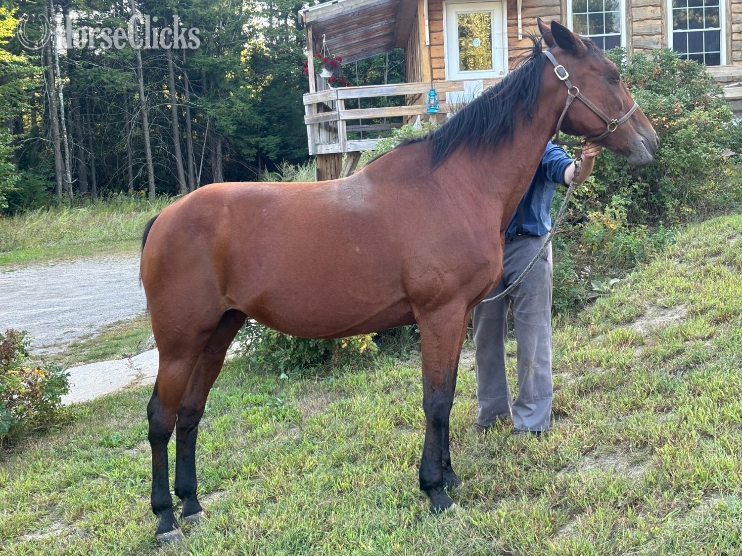 "Marvue" Brown Mare Standardbred