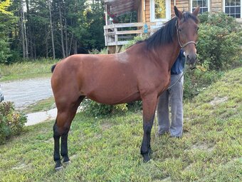 "Marvue" Brown Mare Standardbred