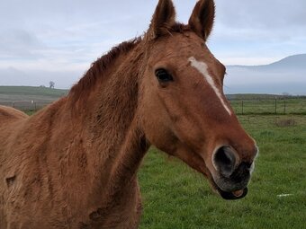 "Reba" Red Dun Mare Quarter Horse