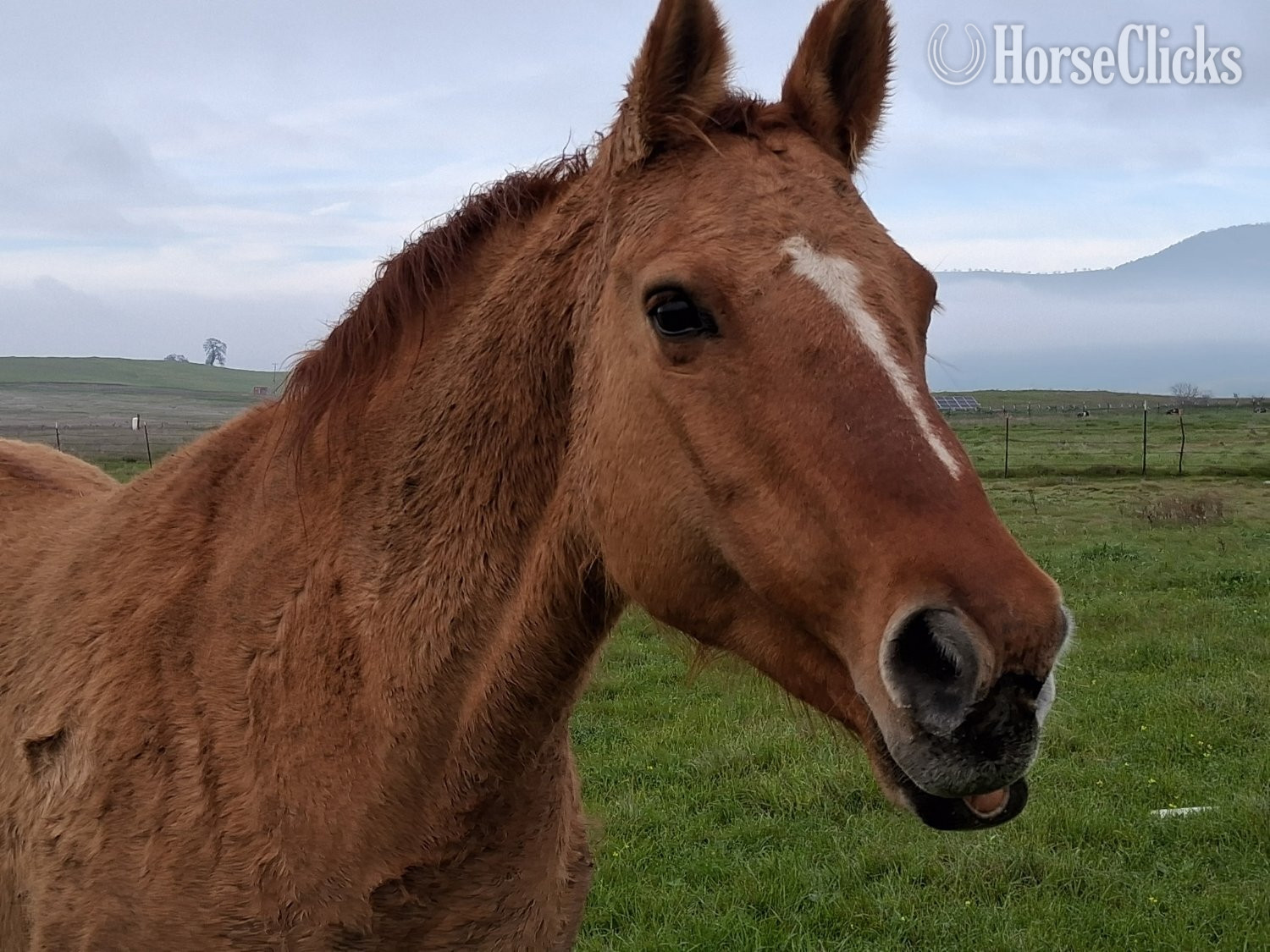 "Reba" Red Dun Mare Quarter Horse in California