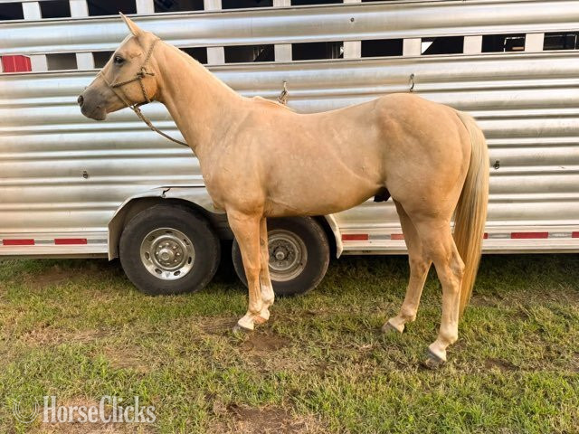 "Frenchman's Bart 22 "Cactus"" Palomino Gelding Quarter Horse - Quarter Horse in Illinois