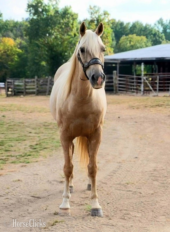 Quarter Horse - "Frenchman's Bart 22 "Cactus"" Palomino Gelding Quarter Horse in Illinois