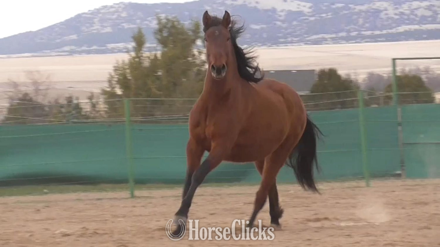 "TROUBADOR" Bay Gelding Lusitano in Utah