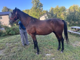 "Max" Brown Gelding Standardbred