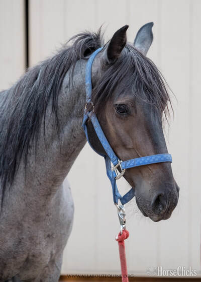 "BLUE" Blue Roan Gelding Mustang in California